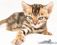 Bengal Zucht Hessen